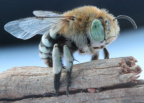 Blue-banded Bee