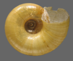 <em>Vitellidelos costata</em>, ventral view. 