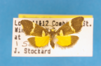 <i>Thallarcha phalarota</i> Meyrick, 1886, male