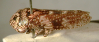 <i>Thymbris pulcherrima</i> Evans, adult female.