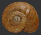 <em>Scagacola subcavernula</em>, dorsal view.
Diameter of shell: 20 mm