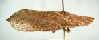 <I>Platyledra caldida </I>Evans, adult.