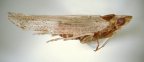 <I>Corylonga triangula</I> Löcker & Fletcher, adult