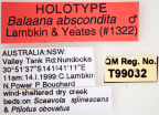 <i>Balaana abscondita</i> Holotype label