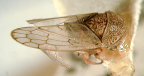 <I>Toropsis gearyi</I> (Evans), holotype male.