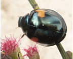 <i>Orcus bilunulatus</i>, on <i>Casuarina cunninghamiana</i>, Canberra