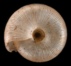 <i>Pleurodiscus balmei</i>, ventral view