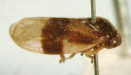 <i>Aufiterna kirkaldyi</i> Jacobi, type species of <i>Aufiterna</i> Kirkaldy.
