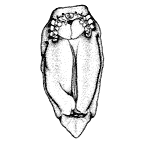 <I>Holophryxus acanthephyrae</I>