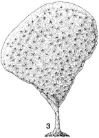 Microcionidae