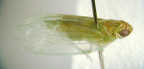 <I>Kallitaxila granulata</I> (Stål), adult.