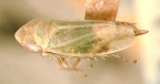 <I>Deltocephalus chlorippe </I>(Kirkaldy), paralectotype female.