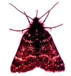 <I>Dirce</I> <I>lunaris</I>, adult male.