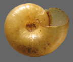 <em>Montidelos macquariensis</em>, ventral view.