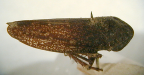 <I>Putoniessa nigra</I> (Walker), adult male.