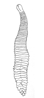 <I>Glandicephalus perfoliatus</I>
