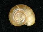 <em>Minidelos mossman</em>, dorsal view.
Diameter of shell: 3.5 mm