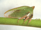 <I>Sextius virescens</I> (Fairmaire), adult female.