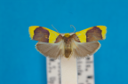 <i>Heterallactis stenochrysa</i> Turner, 1940, male