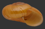 <em>Terrycarlessia turbinata</em>, apertural view.