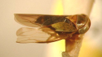 <i>Bharoopra clavosignata</i> Webb, type species of <i>Bharoopra</i> Webb..
