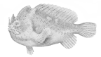 <I>Echinophryne crassispina</I> holotype