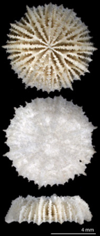 <i>Fungiacyathus (Bathyactis) variegatus</i>, upper and lower surfaces, and side view of skeleton.