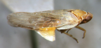 <i>Lamenia leucoptera</i> (Kirkaldy), adult