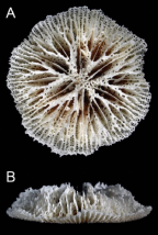 Calicular and lateral views of Letepsammia formosissima