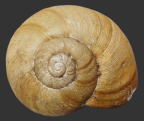 <em>Austrorhytida warrumbunglensis</em>, dorsal view.
Diameter of shell: 28.5 mm