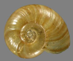 <em>Altidelos bellendenker</em>, dorsal view.
Diameter of shell: 8.5 mm.