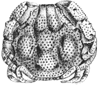 <em>Zalasius australis</em> [from Baker 1906: pl. 3 fig. 1]