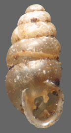 <em>Gastrocopta servilis</em>, apertural view. Height of shell: 2.6 mm