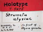 <i>Strumeta alyxiae</i> Holotype label