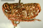<i>Gunawardenea pulchra</i> Fletcher & Moir, holotype male.