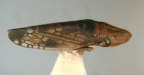 <i>Platyscopus</i> specimen from Dedari, Western Australia.