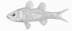 <I>Howella sherborni</I> holotype