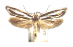 <I>Phytotrypa brochosema</I> (Meyrick, 1884) [photo by Len Willan]