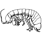 <I>Phreatoicopsis</I> sp.