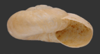 <em>Scagacola einasleigh</em>, apertural view. 