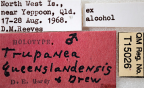 <i>Trupanea queenslandensis</i> Holotype label