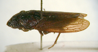 <i>Ledracotis gunnensis</i> Evans, adult male.