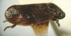 <i>Tonnoiria tasmaniae</i> Lallemand, type species of <i>Tonnoiria</i> Lallemand.