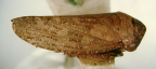 <i>Alseis osborni</i> Kirkaldy, type species of <i>Alseis</i> Kirkaldy.