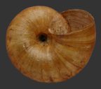 <em>Scagacola subcavernula</em>, ventral view.