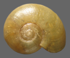 <em>Pseudechotrida bordaensis</em>, dorsal view.
Diameter of shell:  7mm
