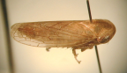 <I>Tartessella rugosa</I> (Evans), adult female.