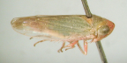 <I>Euleimonios flavidiventris </I>(Stål), adult.