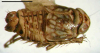 <i>Gunawardenea linnaei</i> Fletcher & Moir, type species of <i>Gunawardenea</i>.