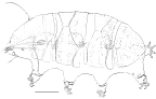 Echiniscidae: <i>Bryodelphax</i> sp., female [scale bar =20 µ]